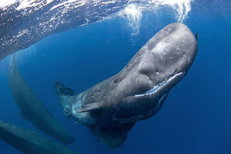Wale können unter Wasser über hunderte Kilometer 
