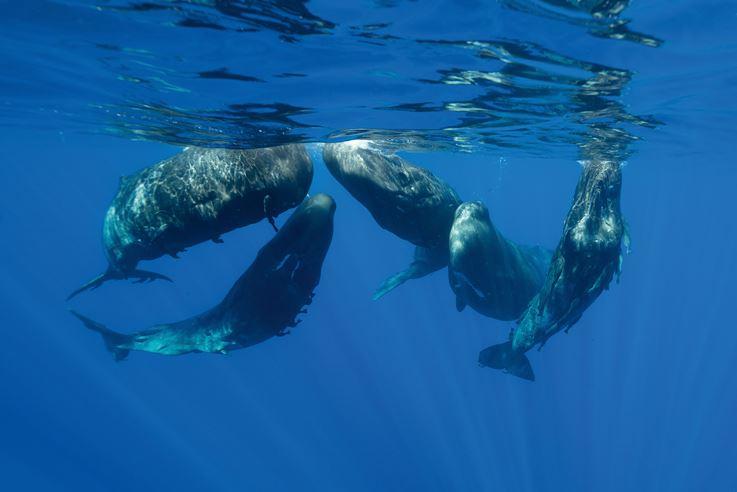 »Wale sind Individuen innerhalb ihrer Familie und 