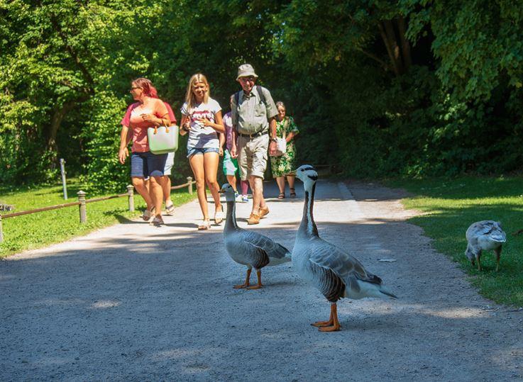 Im Englischen Garten in München zeigen Gänse keine Scheu vor Spaziergängern.