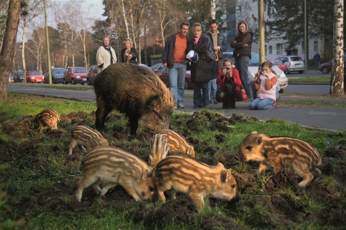 Wildschweinfamilie in Berlin