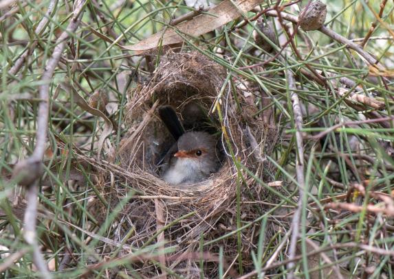 Prachtstaffelschwanz-Weibchen im Nest.