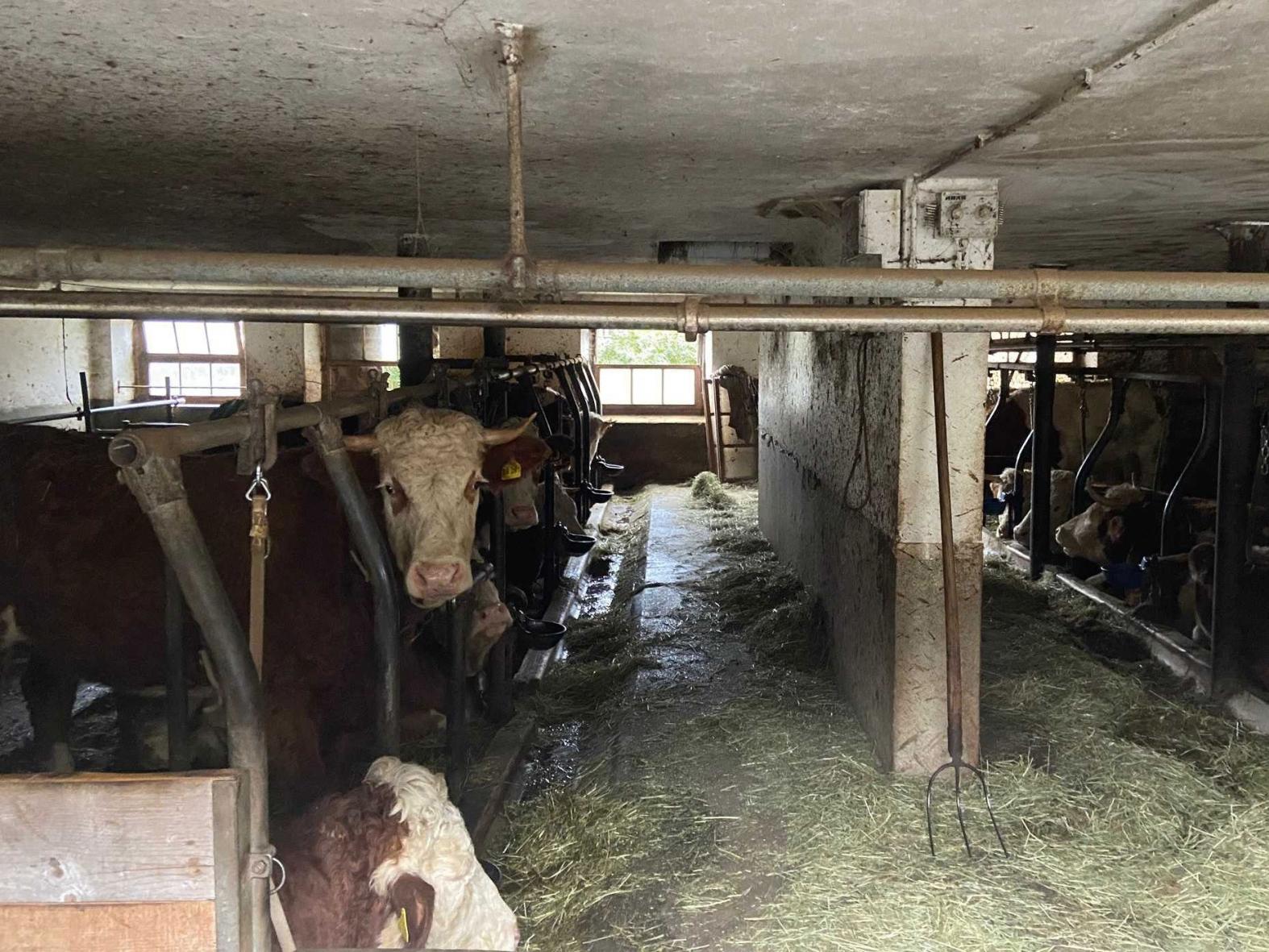 PETA hat bei drei Rinderhaltungen mit tierquälerischer Anbindehaltung im Landkreis Miesbach Anzeige bei der Staatsanwaltschaft München II erstattet. 