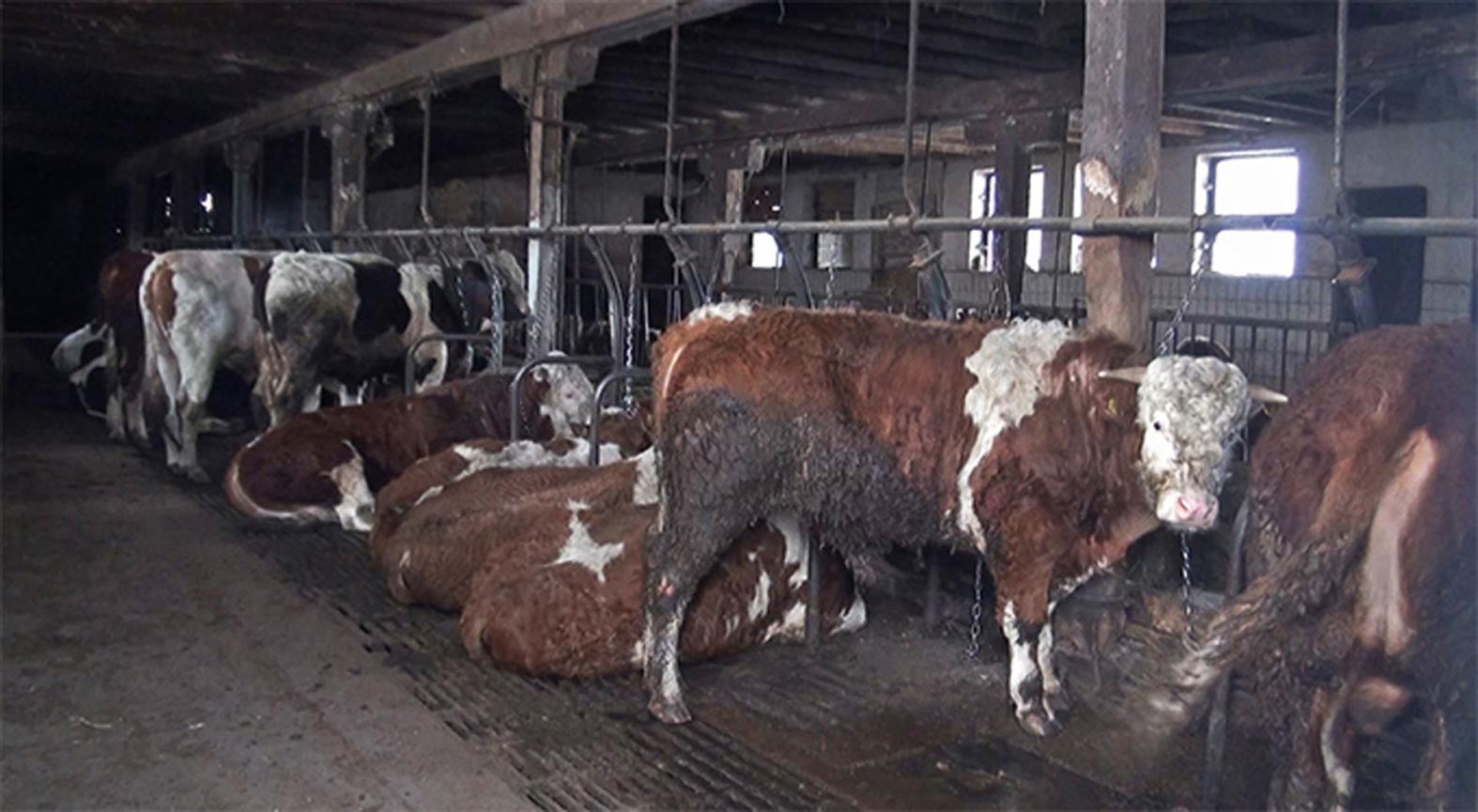 Diese jungen Rinder werden für die Fleischproduktion gemästet. Sie sind an kurzen Ketten angebunden und müssen auf hartem und kotverdrecktem Spaltenböden liegen.