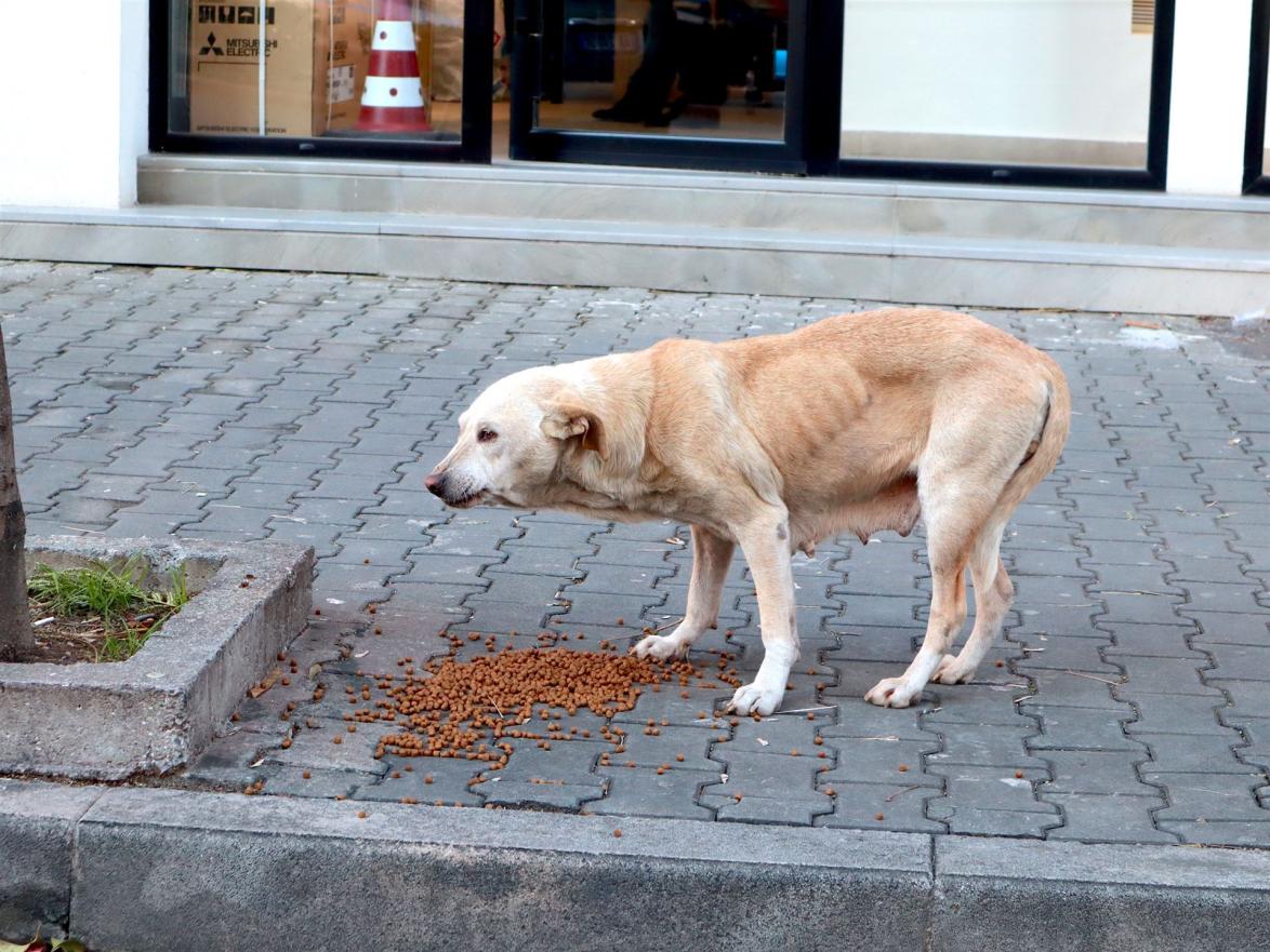 In der Stadt Elbasan wimmelt es von Straßenhunden, die von den Tierschützerinnen vorsorgt werden.