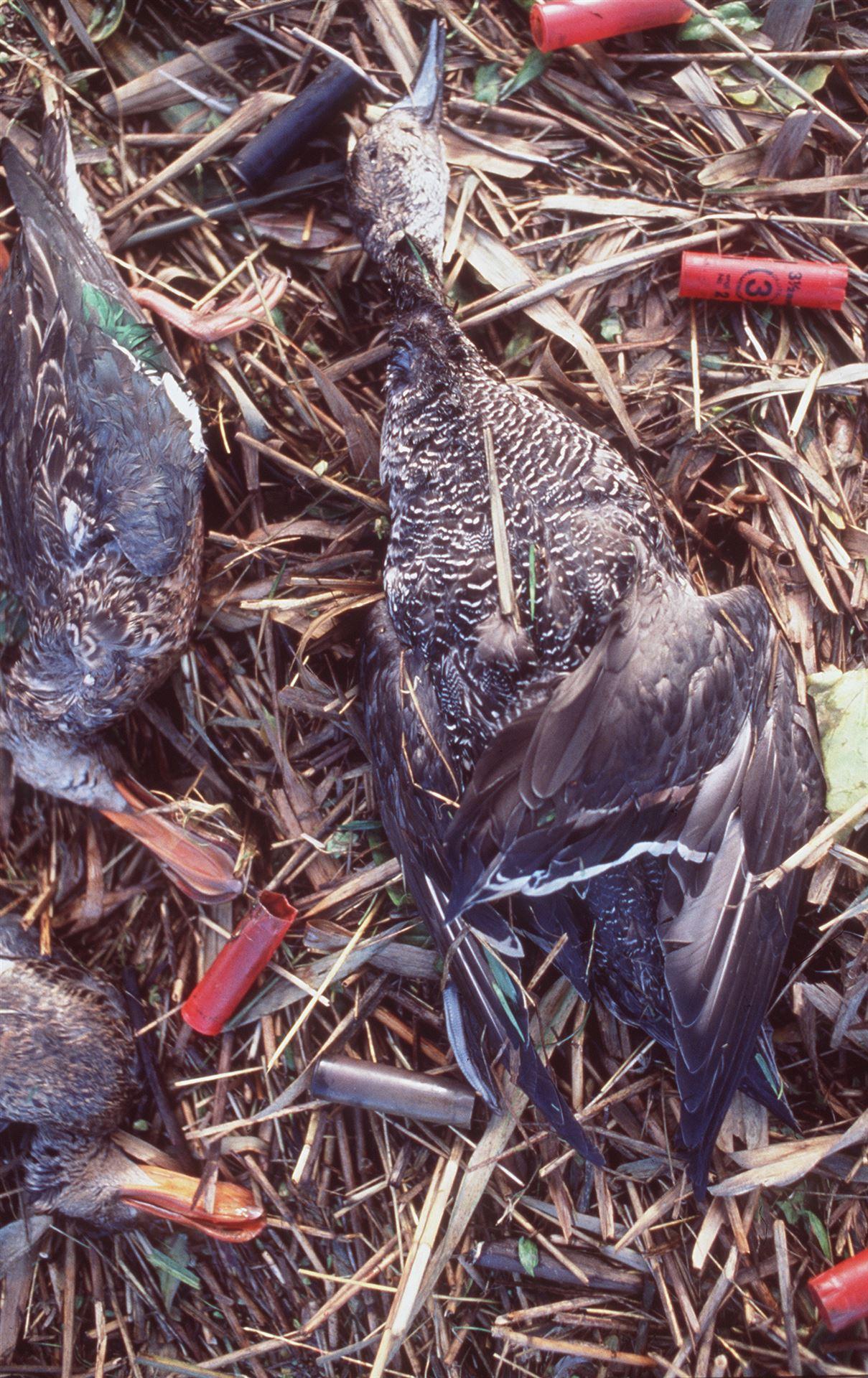 Immernoch schießen Jäger mit Bleischrot auf Vögel, Hasen und Füchse. 