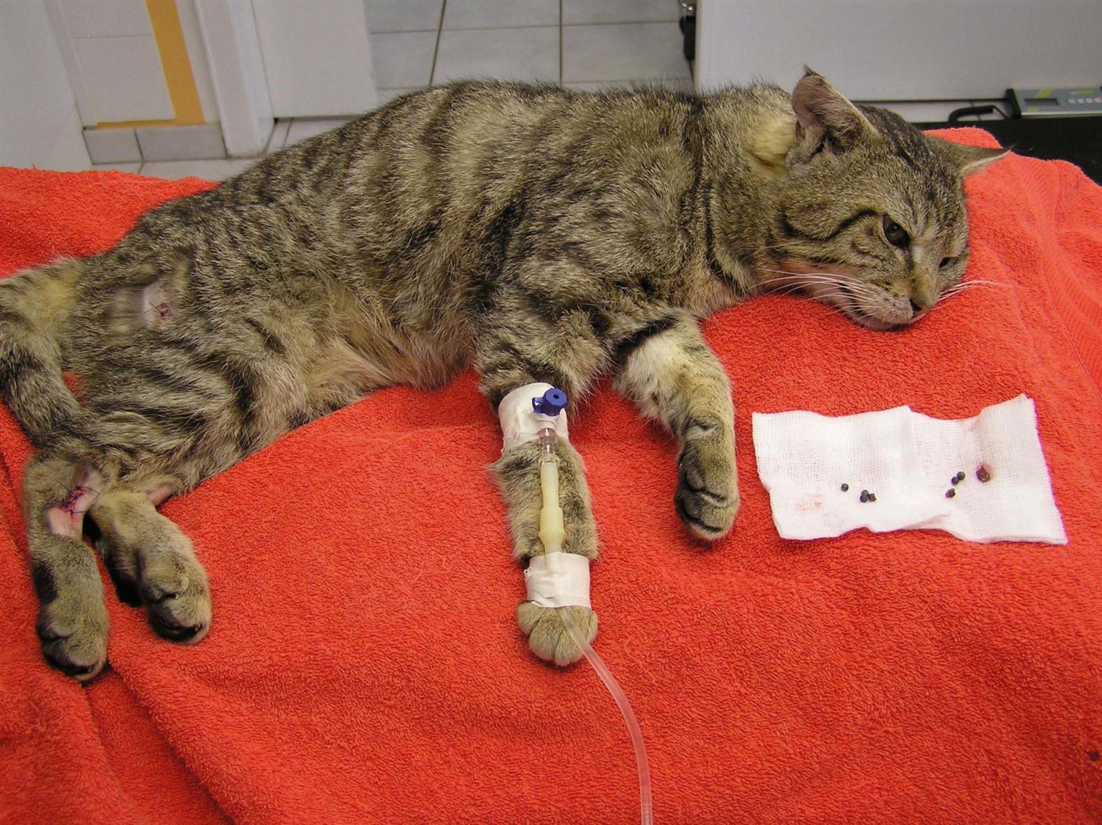 Ein Hobbyjäger hat mit giftigem Bleischrot auf eine Katze geschossen. 