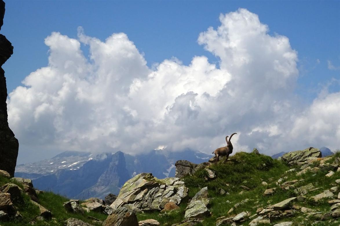 Im ältesten Wildtierschutzgebiet Europas, dem Freiberg Kärpf im Kanton Glarus, ist die Jagd auf 100 Quadratkilometern verboten.