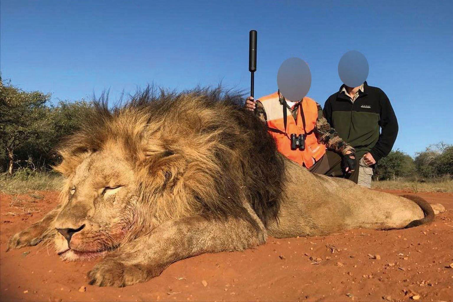 »Canned Hunting« in Südafrika: Abschuss von halbzahmen Löwen in Gehegen.