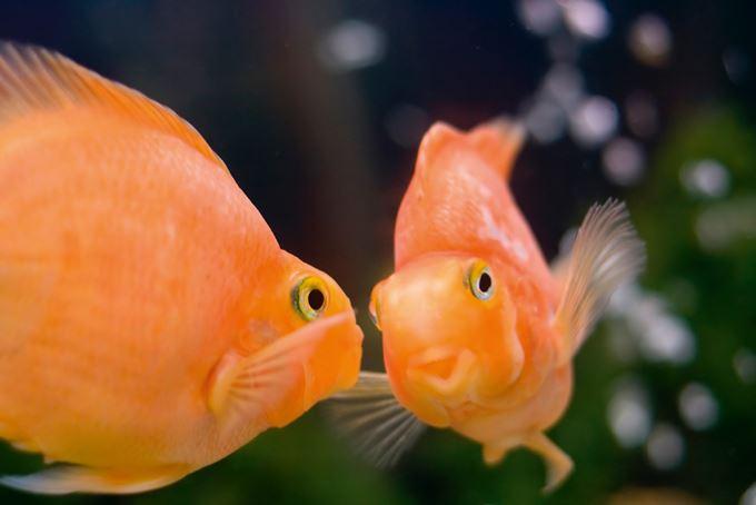 Fische sind soziale Tiere: 