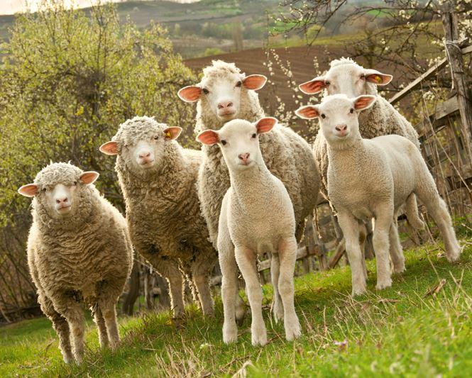 Es besteht der weitverbreitete Irrtum, dass Schafe