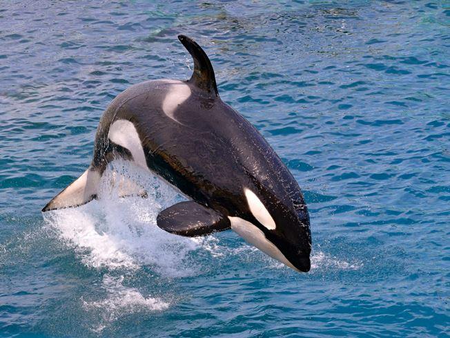 Orcas in Gefangenschaft lernen die Sprache 