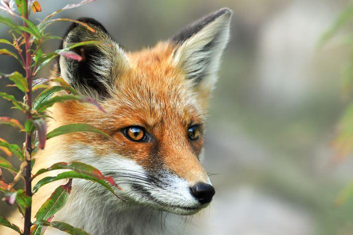 Das Verbot der Fuchsjagd in Luxemburg