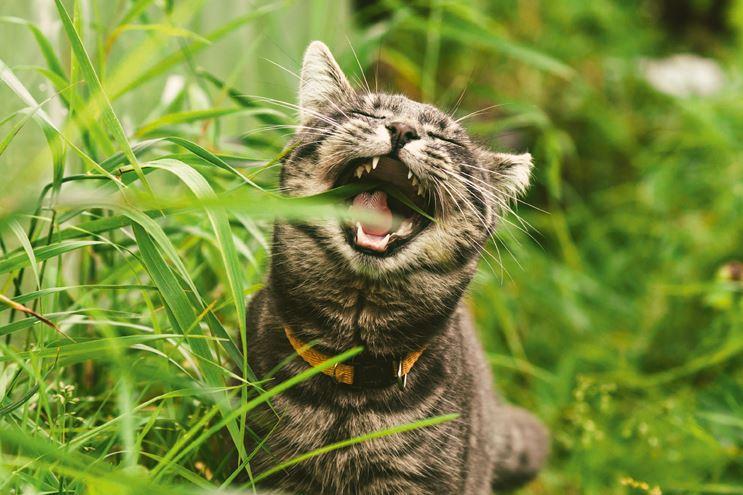 Jeder weiß, dass Katzen Gras essen, 