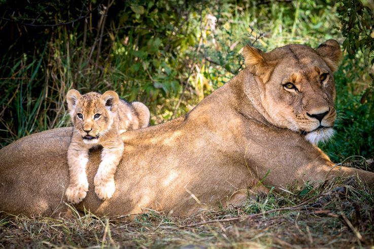 Löwenmutter und Junges in der Savuti-Region