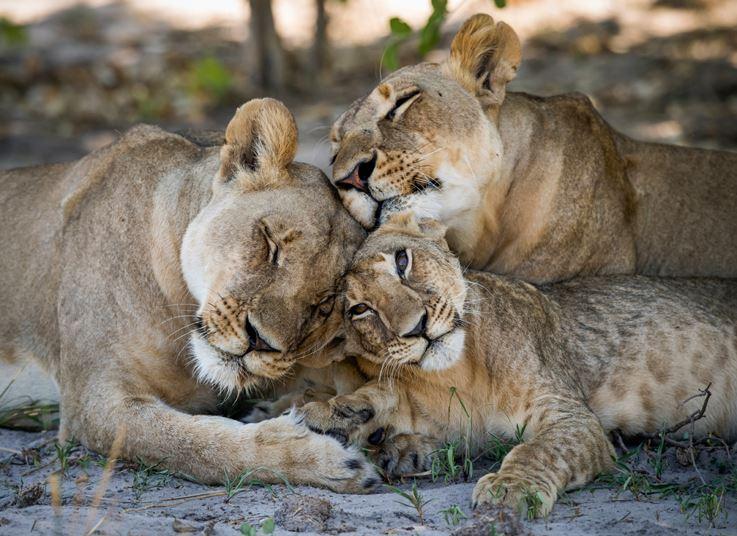 Löwen im Ongava-Delta in Botswana