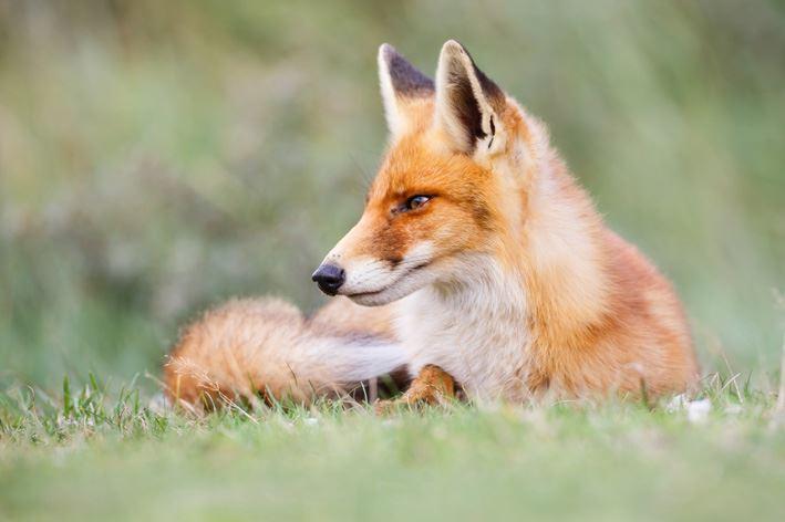 Das Fuchsjagdverbot in Luxemburg 
