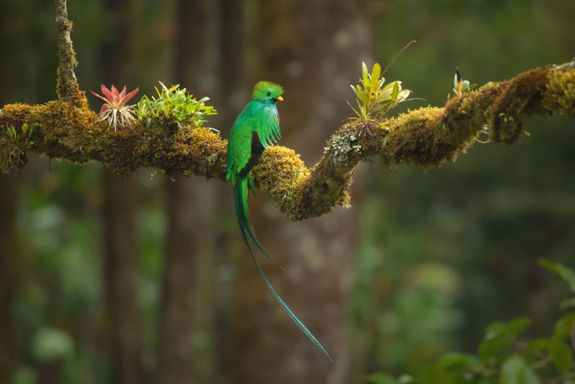 Quetzal in Costa Rica.