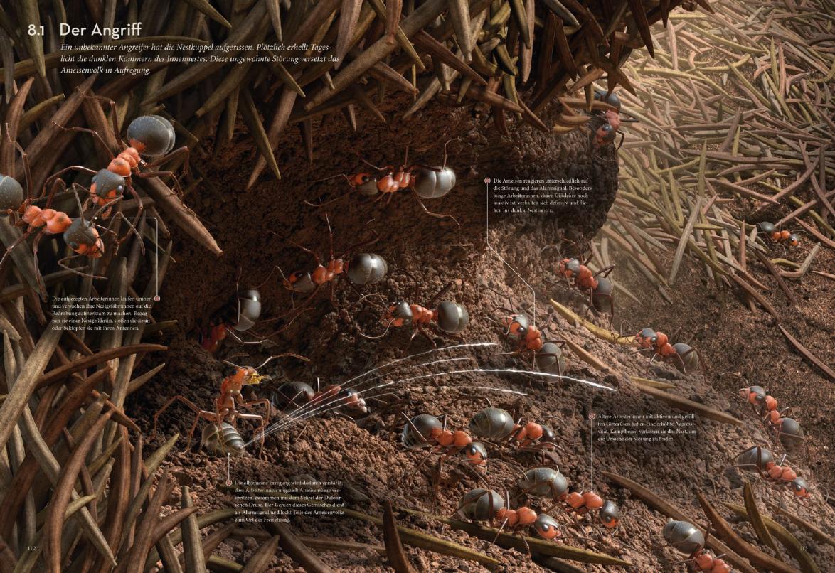 Die Ameisen verteidigen ihr Nest gegen Angreifer