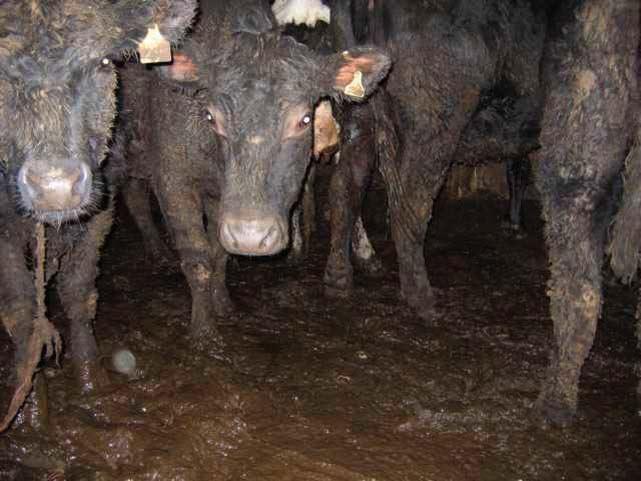 Tierquälerische Haltung von Rindern