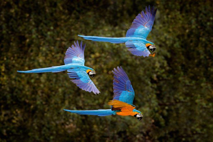 Blaue Macaw Aaras in Peru.