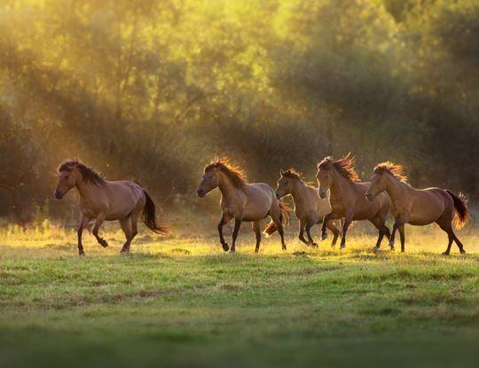 In freier Natur sind Pferde