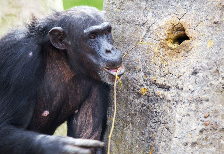 Schimpanse mit Werkzeug