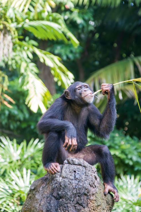 Schimpanse angelt Nahrung 