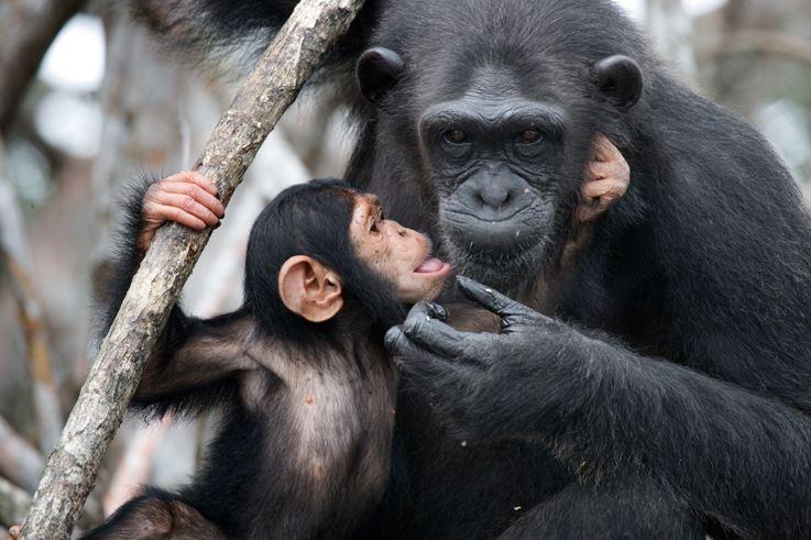 Eine Schimpansenmutter und ihr Kind 