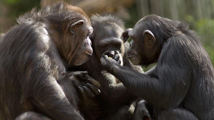 Schimpansen kommunizieren 