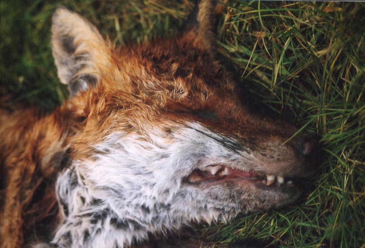Füchse werden in Deutschland ganzjährig bejagt 