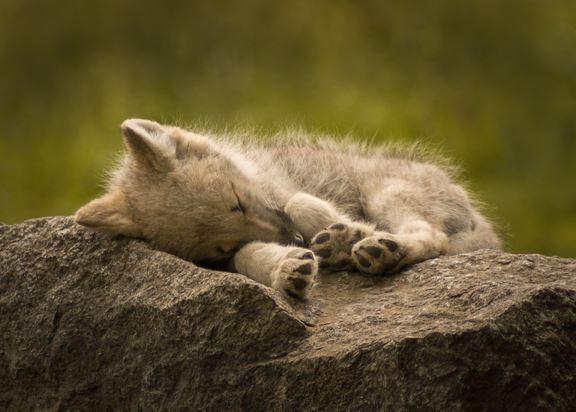 Schlafender Wolfswelpe