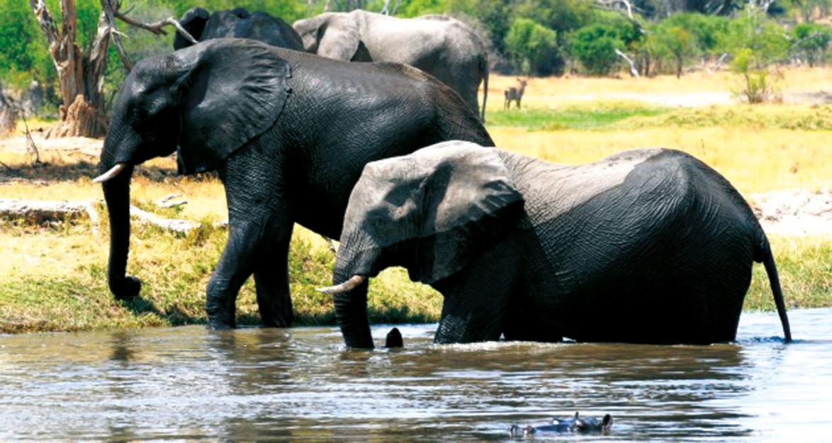 Lebende Elefanten sind für mehr Geld wert als tote