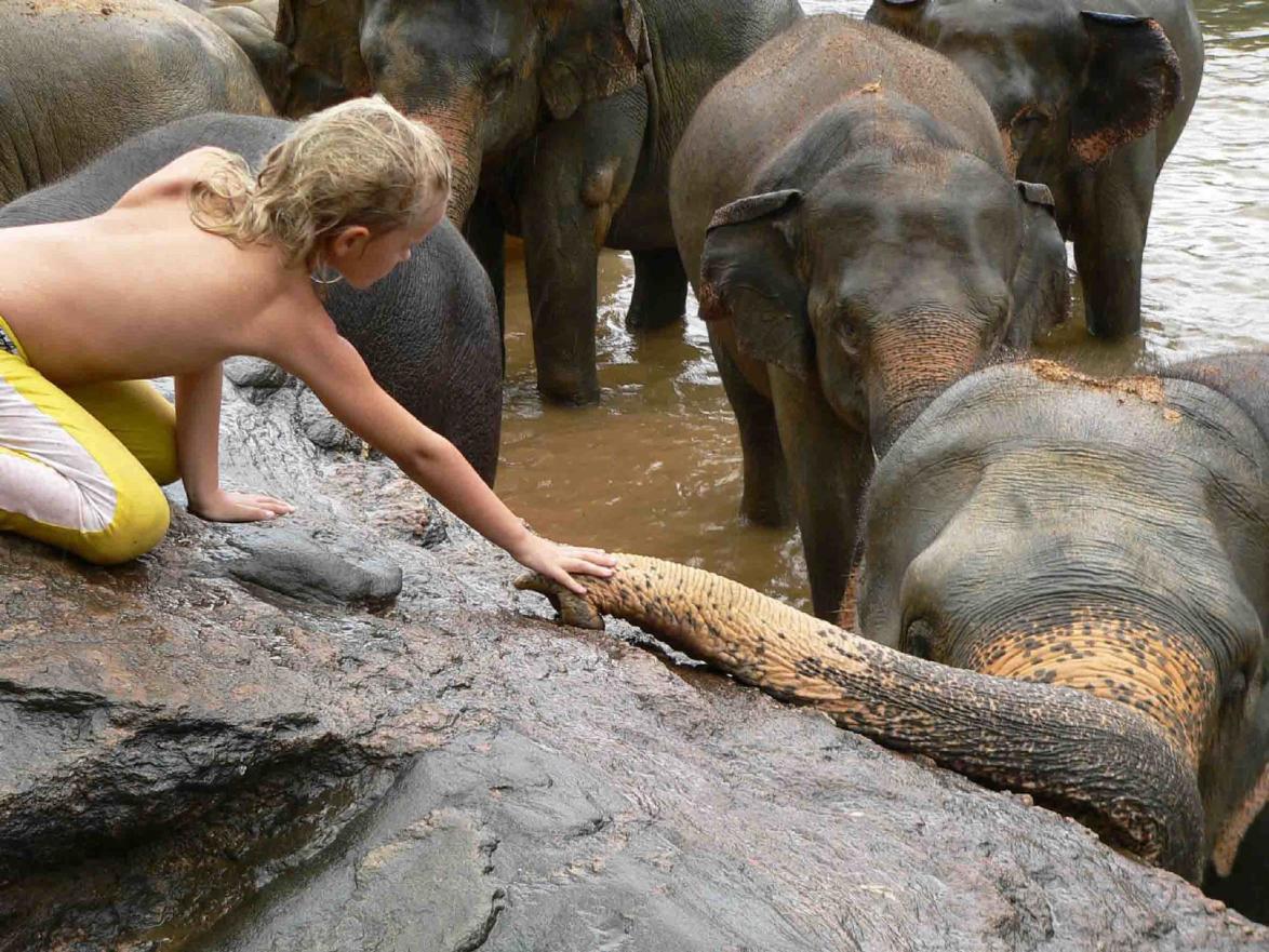 »Die Elefanten haben großen Spaß,