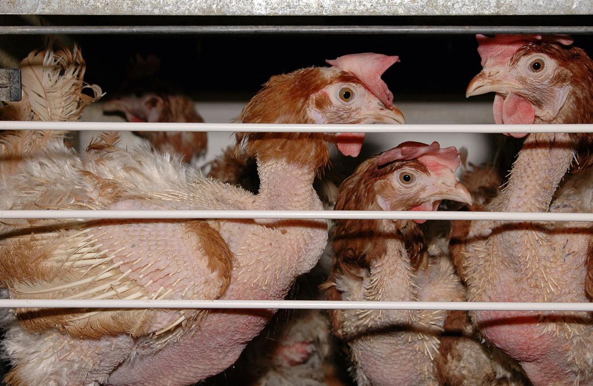 Tierleid in der Eier- und Geflügelindustrie