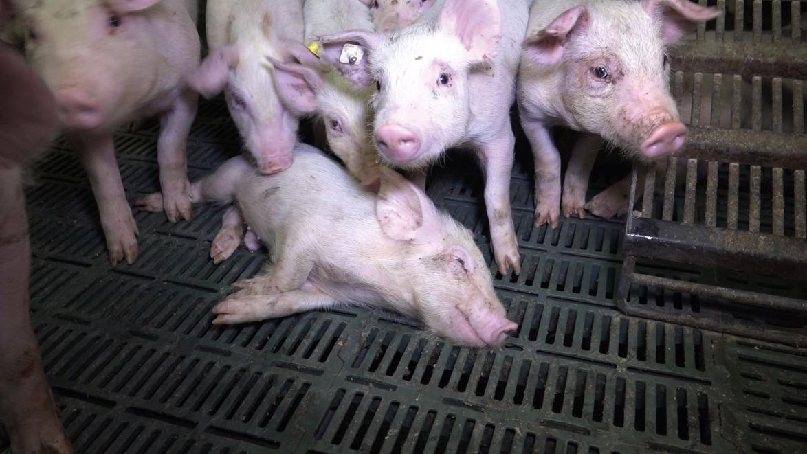 Schweinehaltung in Betrieben,