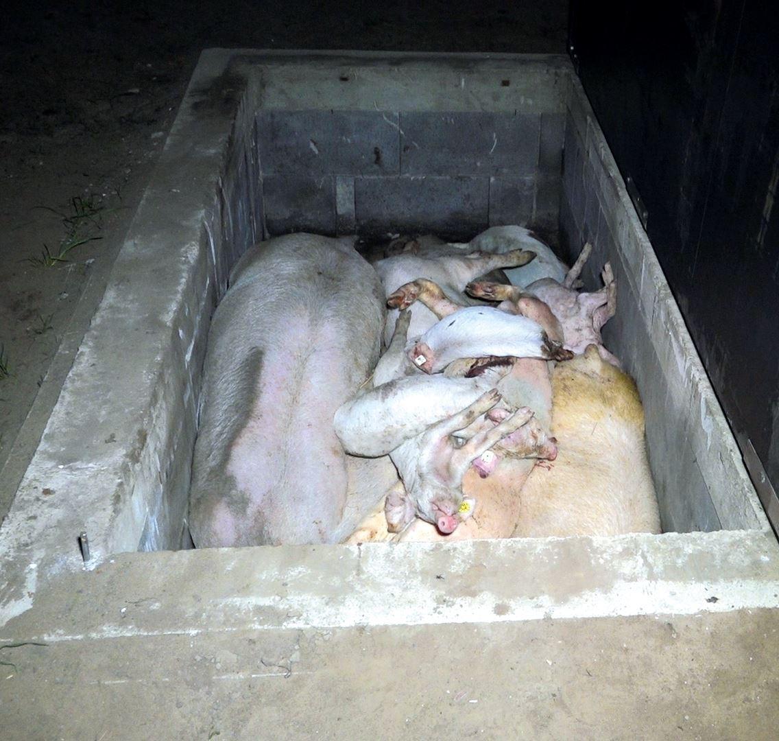 Tote Tiere sind auch bei der »Initiative Tierwohl«