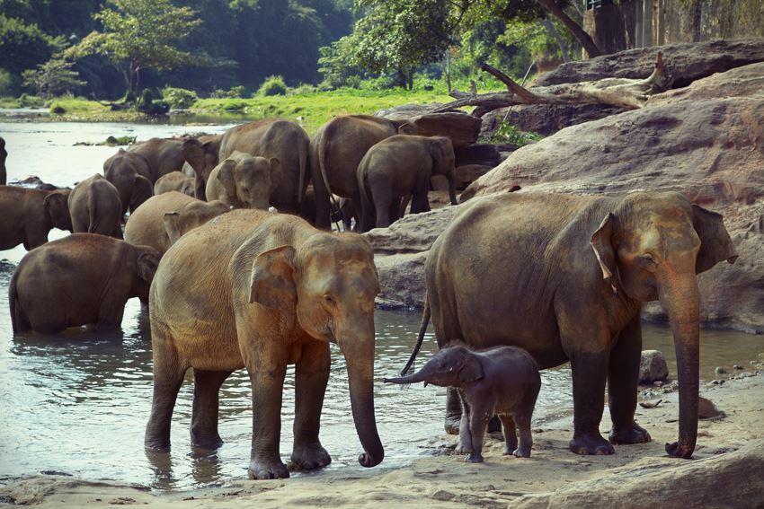 Um 1980 lebten noch etwa 1.3 Million Elefanten 