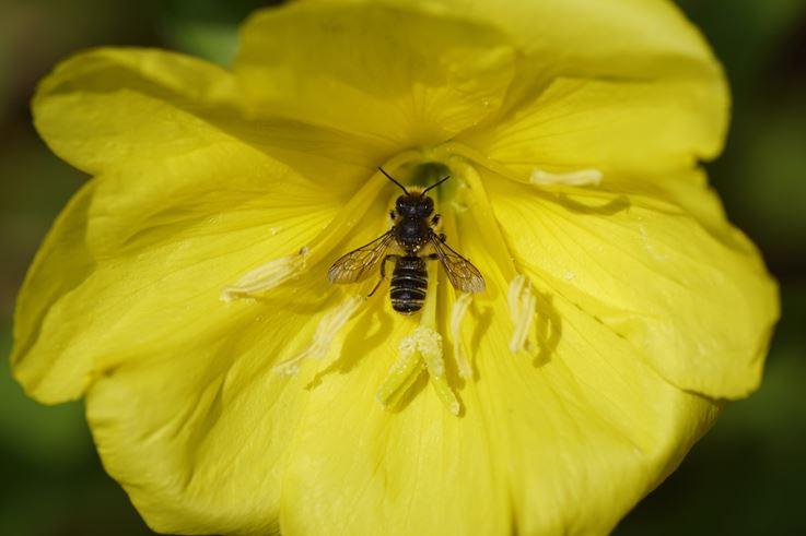 Pflanzen »hören« Tiergeräusche und reagieren darauf. Wenn eine Primel eine Biene hört, gibt sie süßeren Nektar ab.
