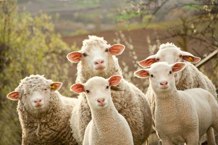 Schafe und Lämmer sind der Inbegriff von Reinheit - und wurden in Religion und Mythologie als Symbol für die Hingabe und Zuwendung zu Gott betrachtet. Und als Inbegriff für das Leben.